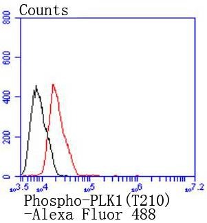Anti-Phospho-PLK1 (Thr210) Antibody (5R556)