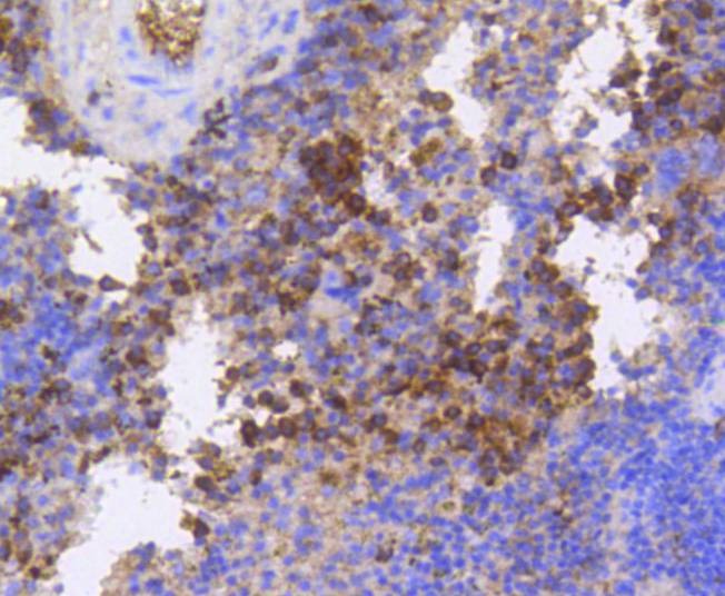 Anti-Phospho-EIF4E (Ser209) Antibody (4B622)