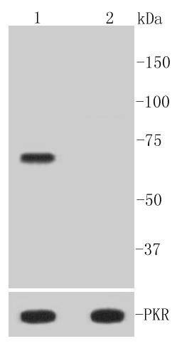Anti-Phospho-EIF2AK2 (Thr446) Antibody (2N330)