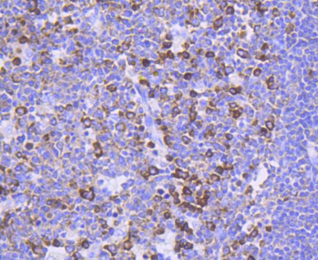Anti-Phospho-FOXO3 (Ser253) Antibody (7U72)