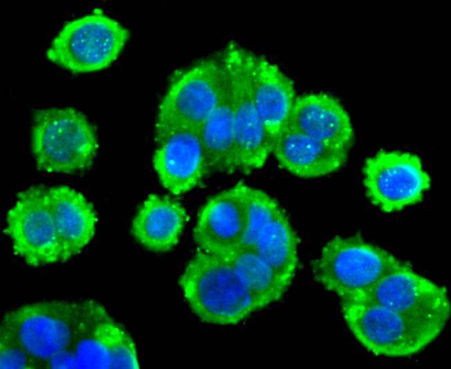 Anti-Phospho-PTEN (Ser380) Antibody (6S492)
