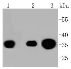 Anti-Phospho-PP2A (Tyr307) Antibody (2E533)