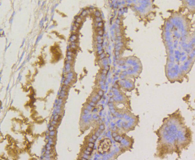 Anti-Phospho-eIF2α (Ser51) Antibody (1F908)