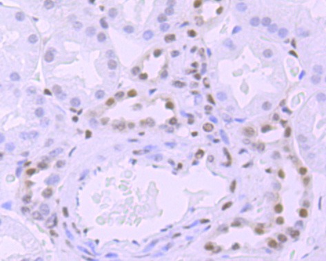 Anti-Phospho-POLR2A (Ser5) Antibody (1R812)