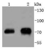 Anti-Phospho-RAF1 (Ser43) Antibody (1U306)