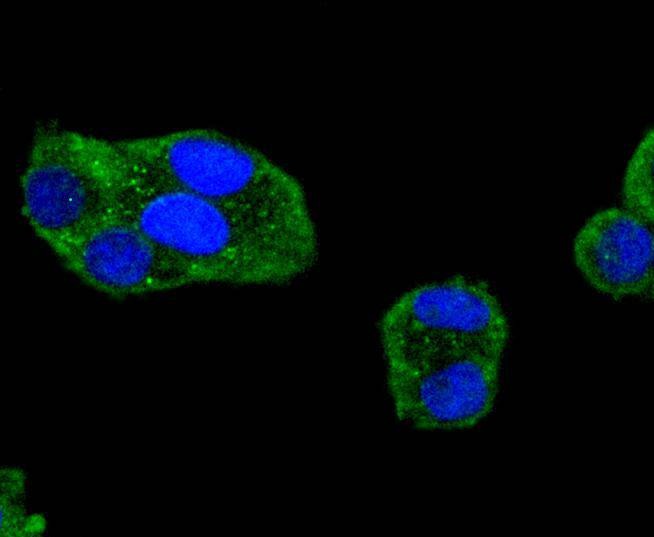 Anti-Phospho-PTK2 (Tyr397) Antibody (9L726)