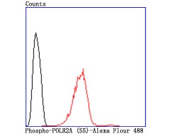 Anti-Phospho-POLR2A (Ser5) Antibody (1R812)