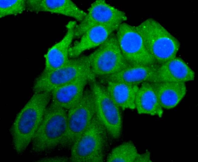 Anti-PIK3CA Antibody (8O55)