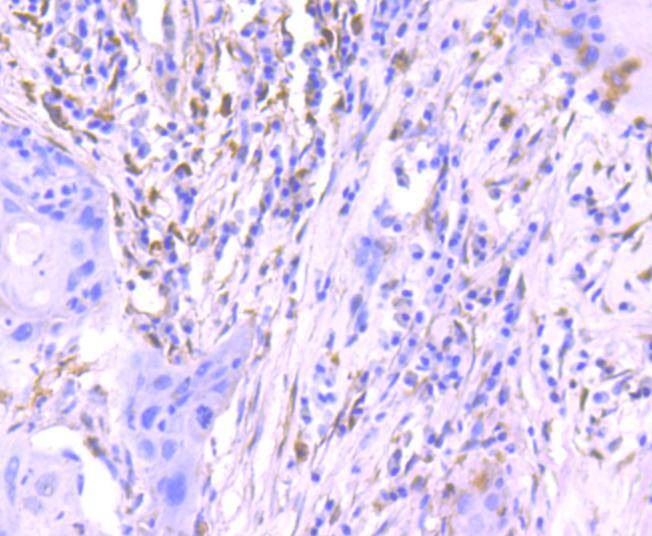 Anti-Phospho-ERK1/2 (Thr185) Antibody (1B497)