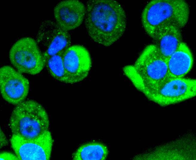 Anti-Phospho-ERK1/2 (Thr185) Antibody (1B497)