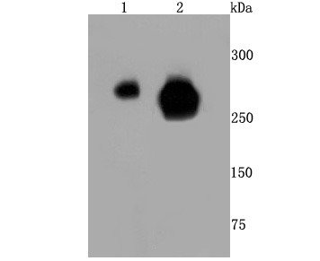 Anti-Phospho-POLR2A (Ser5) Antibody (1R812)