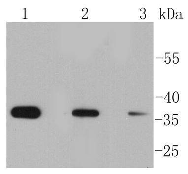 Anti-Phospho-eIF2α (Ser51) Antibody (1F908)