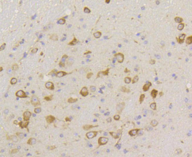 Anti-Phospho-eIF2α (Ser51) Antibody (1F908)