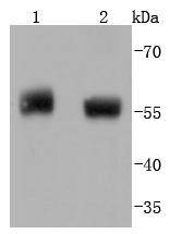 Anti-Phospho-PTEN (Ser380) Antibody (6S492)