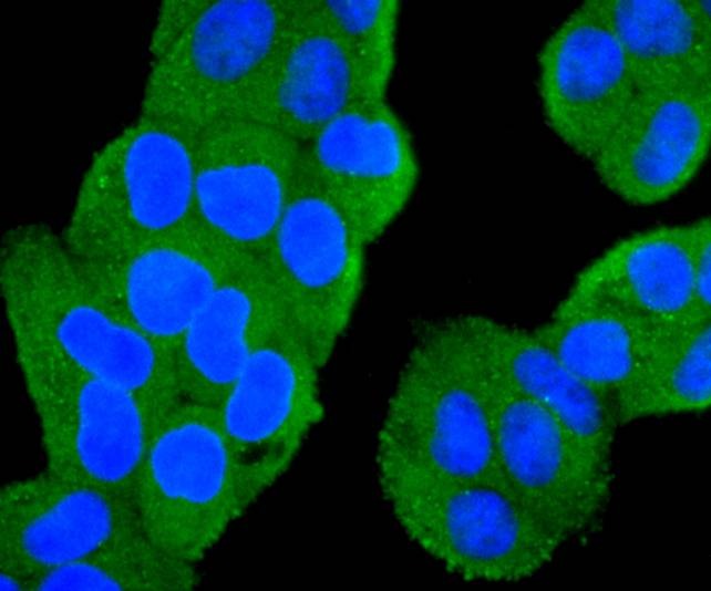 Anti-PIK3CA Antibody (8O55)