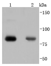 Anti-Phospho-PRKCA (Thr638) Antibody (1C677)