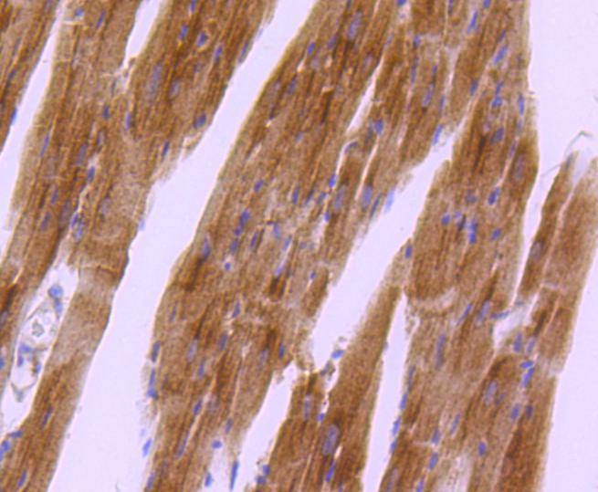 Anti-Phospho-PRKAR2A (Ser99) Antibody (9R534)
