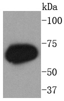 Anti-Phospho-PRKCZ (Thr560) Antibody (2L99)