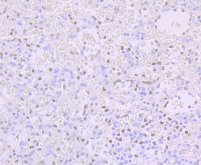 Anti-Phospho-CREB1 (Ser133) Antibody (4I795)