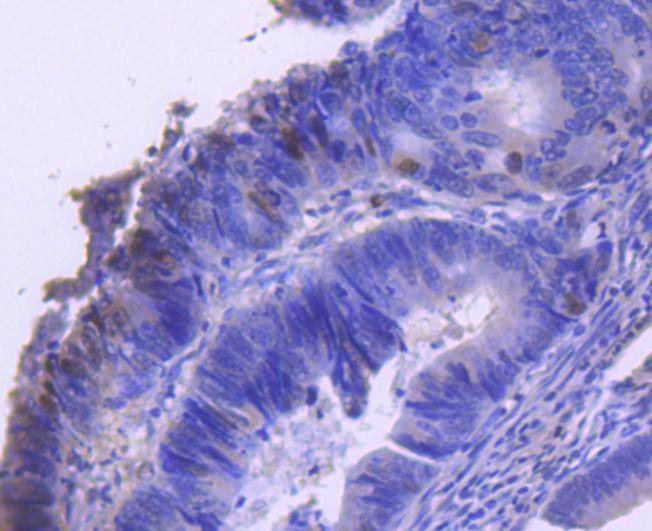 Anti-Phospho-CCNE1 (Thr77) Antibody (8N839)