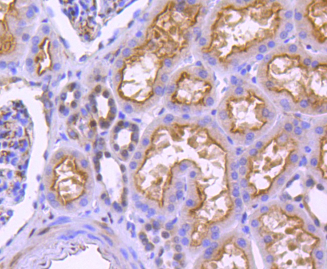 Anti-Phospho-YAP1 (Ser127) Antibody (5V148)