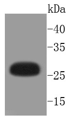 Anti-Phospho-Hsp27/HSPB (Ser82) Antibody (4R103)