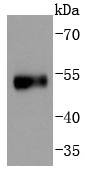 Anti-Phospho-p53 (Ser376) Antibody (4Q111)