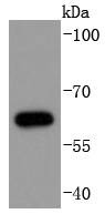 Anti-Phospho-CDC6 (Ser54) Antibody (7Q442)