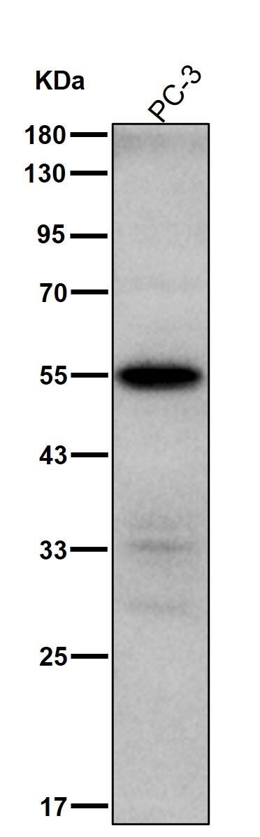 Anti-Phospho-IRF3 (Ser386) Antibody (8Z898)