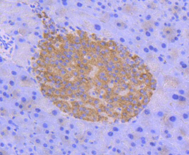 Anti-Phospho-PRKAA2 (Ser345) Antibody (4R913)