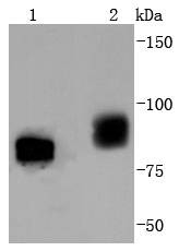 Anti-Phospho-BRAF (Thr401) Antibody (6W728)