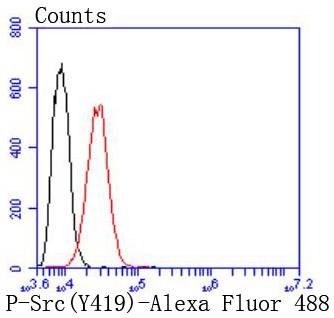 Anti-Phospho-Src (Tyr419) Antibody (2I773)