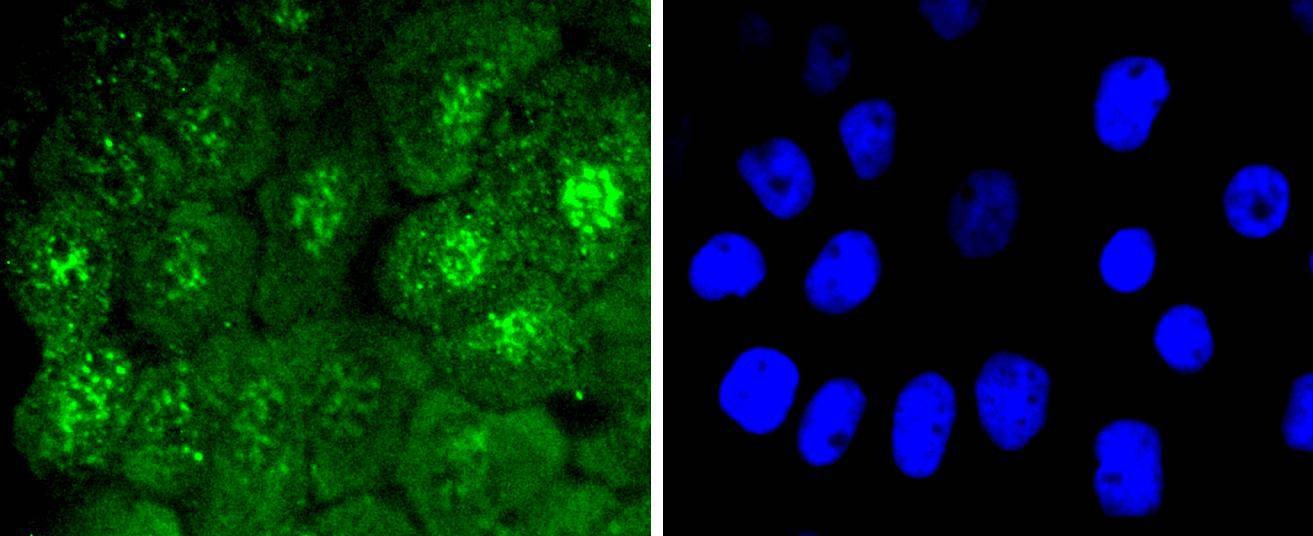 Anti-Phospho-CDC6 (Ser54) Antibody (7Q442)