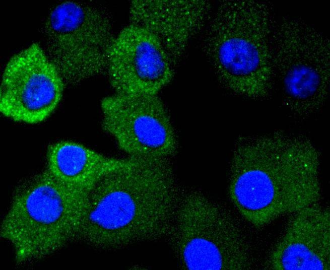 Anti-Phospho-AMPKα (Ser496) Antibody (3X970)