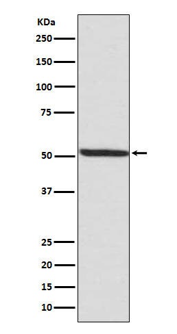 Anti-Phospho-IRF3 (Ser386) Antibody (8Z898)
