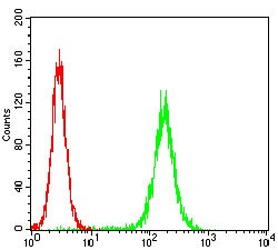 Anti-PKN1 Antibody (9Q867)