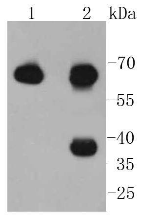 Anti-EIF2AK2 Antibody (3D60)