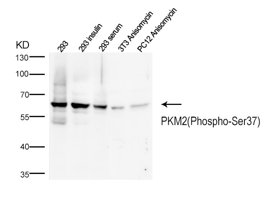 Anti-Phospho-PKM (Ser37) Polyclonal Antibody 2