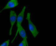 Anti-PPP1R1A Antibody (4O879)