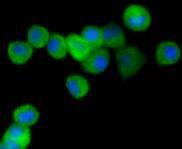 Anti-PPP1R1A Antibody (4O879)