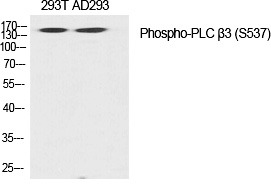 Anti-Phospho-PLC β3 (Ser537) Polyclonal Antibody