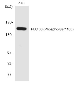 Anti-Phospho-PLC β3 (Ser1105) Polyclonal Antibody