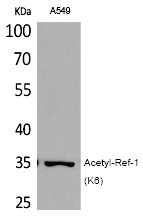 Anti-Acetyl-APE (Lys6) Polyclonal Antibody