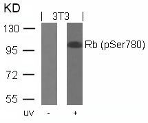Anti-Phospho-RB1 (Ser780) Polyclonal Antibody
