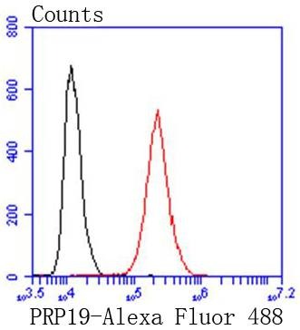 Anti-PRP19 Antibody (7U313)
