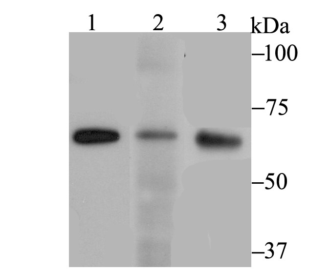 Anti-RanGAP1 Antibody (8X592)
