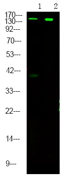 Anti-Phospho-RPTOR (Ser863) Polyclonal Antibody