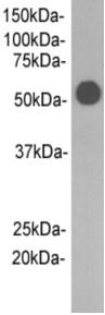 Anti-Rabbit IgG heavy chain(Fc fragment) Antibody (2F251)