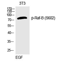 Anti-Phospho-BRAF (Ser602) Polyclonal Antibody