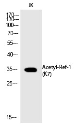 Anti-Acetyl-APE (Lys7) Polyclonal Antibody